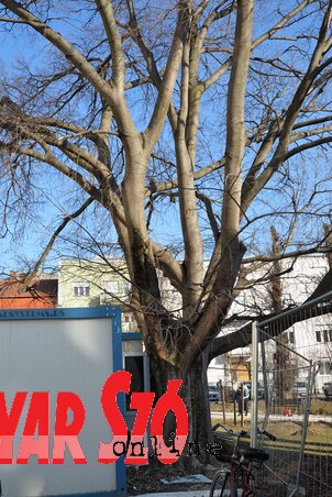 Dávid Csilla felvétele Dávid Csilla felvétele