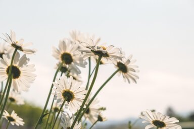 Illusztráció/Pixabay.com