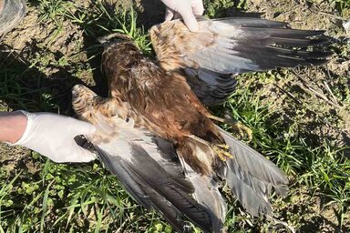 A történtekről a köztársasági állategészségügyi felügyelőséget és a zombori  Felső Ügyészséget is értesítették (Fotó: tartományi környezetvédelmi titkárság)