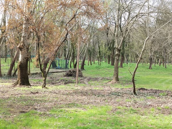 U bačkotopolskom parku u toku su pripremni radovi (fotografija Petera Tota) U bačkotopolskom parku u toku su pripremni radovi (fotografija Petera Tota)