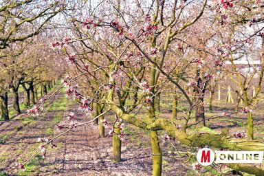 A barackfák várják a tavaszi napsütést (Fotó: Gergely Árpád)