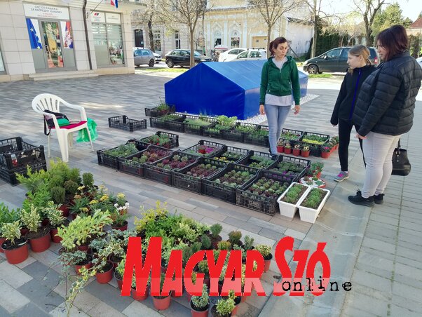 Vojnák Daniella kispiaci kertészetéből is sok szépség került Magyarkanizsára Vojnák Daniella kispiaci kertészetéből is sok szépség került Magyarkanizsára