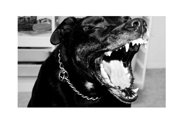 A kutya két kislányt és édesapjukat támadta meg (Fotó: pixabay.com)