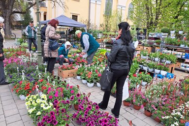 Az esős, borongós idő ellenére is sok látogatót vonzott a rendezvény (Fotó: Kancsár Izabella)