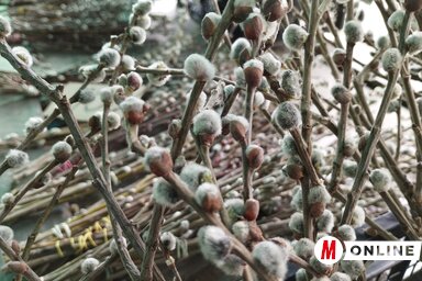 Gál Hermina felvétele