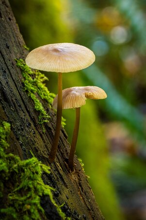Fotó: Pixabay Fotó: Pixabay