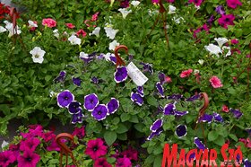 Garden Flora virágkiállítás és -vásár Szabadkán