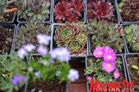 Garden Flora virágkiállítás és -vásár Szabadkán