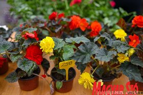 Garden Flora virágkiállítás és -vásár Szabadkán
