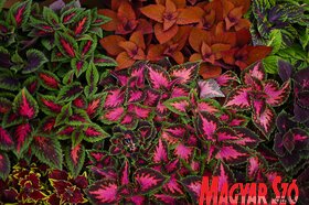 Garden Flora virágkiállítás és -vásár Szabadkán