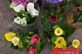 Garden Flora virágkiállítás és -vásár Szabadkán