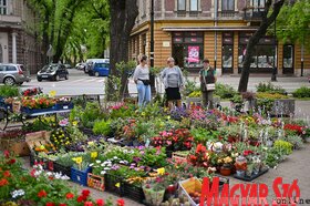Garden Flora virágkiállítás és -vásár Szabadkán