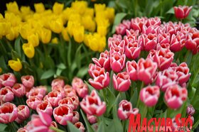 Garden Flora virágkiállítás és -vásár Szabadkán