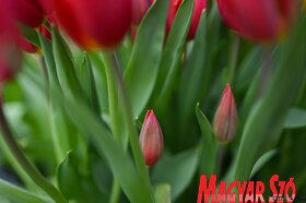 Garden Flora virágkiállítás és -vásár Szabadkán