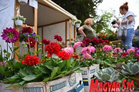 Garden Flora virágkiállítás és -vásár Szabadkán