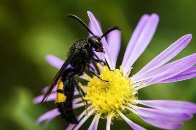 Az óriás tőrösdarazsak nektárral táplálkoznak, és jelentős szerepük van a beporzásban (Fotó: pixabay.com/Illusztráció)