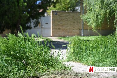 Molnár Edvárd felvétele