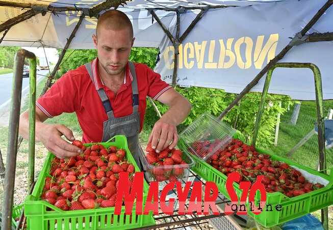 Vannak vásárlók, akik felismerik a vegyszermentes termesztés jelentőségét (Fotó: Ótos András)
