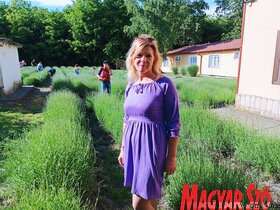 Levendula szüret a Topolyai Művésztelepen