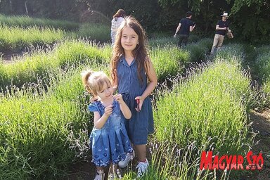 Levendula szüret a Topolyai Művésztelepen