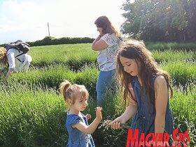 Levendula szüret a Topolyai Művésztelepen