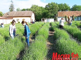 Levendula szüret a Topolyai Művésztelepen