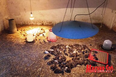 Hamarosan szabadon engedik az előnevelt fácáncsibéket (Tóth Péter felvétele)