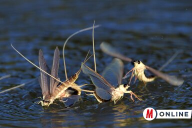 Gergely József felvétele