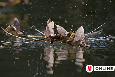 Minden hím igyekszik párt találni magának (Fotó: Gergely József)