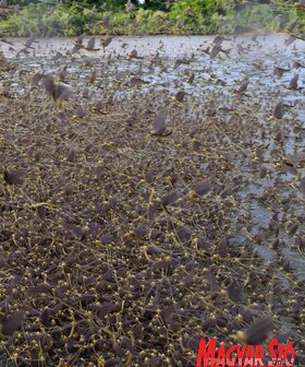 Elvirágzott a Tisza