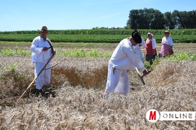 Részlet a szenttamási hagyományos aratóünnepségről (Paraczky László archív felvétele 2024-ből)
