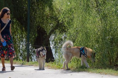 A kutyasétáltatás módját önkormányzati rendelet szabályozza (Fotó: Pixabay)