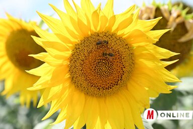 Molnár Edvárd felvétele