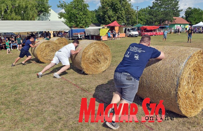 A hengerbála-gurításnak is megvan a maga technikája (Gergely Árpád felvétele) A hengerbála-gurításnak is megvan a maga technikája (Gergely Árpád felvétele)