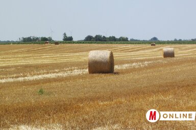 A gazdák egyelőre kivárnak a tarlóhántással, a szakemberek szerint is várni kell (Fotó: Tóth Péter)