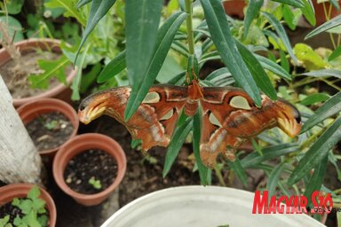 A magyarkanizsai lepkeházban a világ egyik legnagyobb lepkefaja, az atlaszlepke is megcsodálható. E lepke szárnyfesztávja a 25–30 cm-t is elérheti (Horváth Zsolt felvétele)