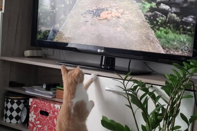 Kopasz Tamás felvétele