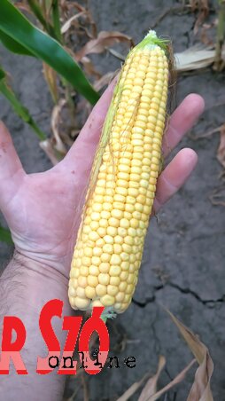 Az Es Mylady fajta kukorica jól tűri a szárazságot (Fotó: Paraczky László) Az Es Mylady fajta kukorica jól tűri a szárazságot (Fotó: Paraczky László)