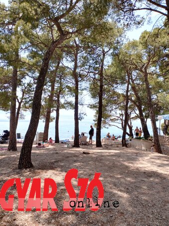 Sok a fenyőerdő a tenger mentén (Varjú Márta felvétele) Sok a fenyőerdő a tenger mentén (Varjú Márta felvétele)