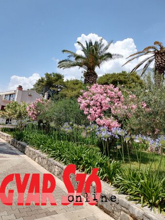 Mindenféle mediterrán növény szegélyezi a strandot (Varjú Márta felvétele) Mindenféle mediterrán növény szegélyezi a strandot (Varjú Márta felvétele)