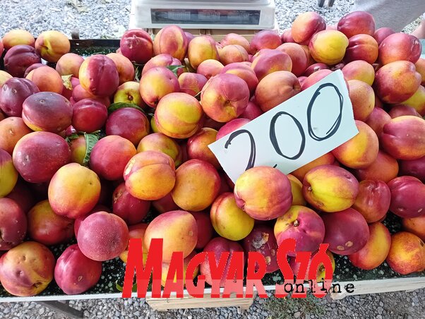 Az őszibarack kilója minőségtől és fajtától függően 170−350 dinárba került (Fotó: Paraczky László) Az őszibarack kilója minőségtől és fajtától függően 170−350 dinárba került (Fotó: Paraczky László)