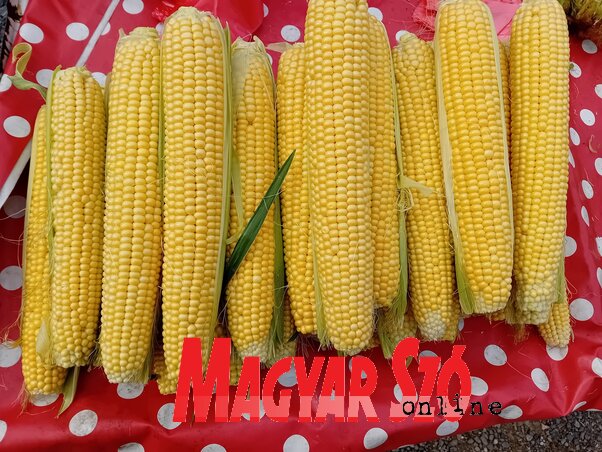 Negyven dinárt kértek egy cső csemegekukoricáért (Fotó: Paraczky László) Negyven dinárt kértek egy cső csemegekukoricáért (Fotó: Paraczky László)