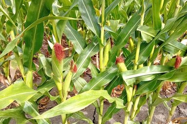 Korábbi fotó: Paraczky László