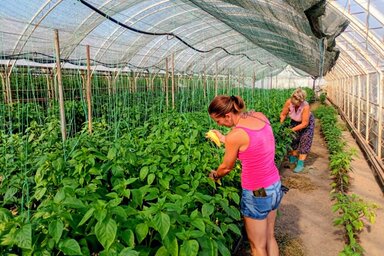 Az idén szépen termett és ízletes a paprika (Fotó: Jenei Klementina)