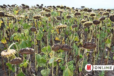A júniusi magas hőmérsékletek elsősorban a kukorica-, a szója- és a napraforgóhozamot tizedelték meg (Fotó: Ótos András)