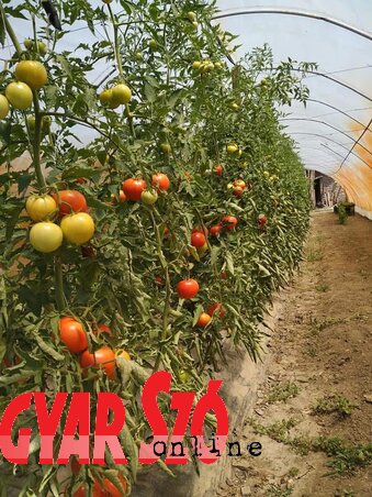 Fürtökben lógó paradicsomtermés (Gulyás Réka felvétele) Fürtökben lógó paradicsomtermés (Gulyás Réka felvétele)