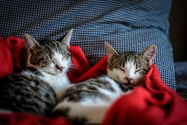 Aki valóban megosztotta már otthonát egy cicával vagy kutyával, az pontosan érzi, hogy az igazi helyük mindig ott van, ahol mi is vagyunk (Fotó: Pexels)