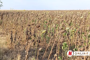 A kukorica és a napraforgó esetében is jelentős a terméskiesés (Fotó: Tóth Péter)
