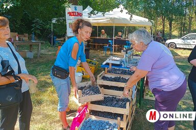 Érdeklődés mutatkozott a friss szőlő iránt az idei Szüreti Napokon (Fotó: Kazinczy Paszterkó Diana felvétele)