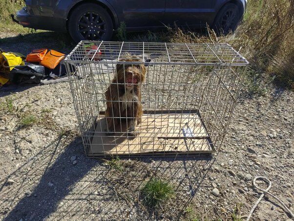 A kutya ismét a felszínen (Fotó: Gombos Tibor)